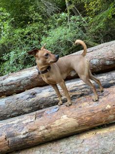Deckrüde / wunderschöner Zwergpinscher