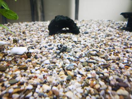 Cherax Lorentzi Krebse und Antennenwelse