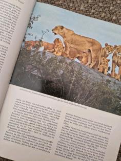 Das große Reader s Digest Tierbuch 1965 Bildband