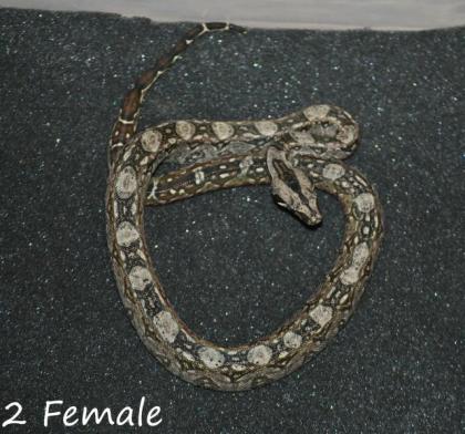 Bci Tarahumara/Mexico Zwergboa 05/21