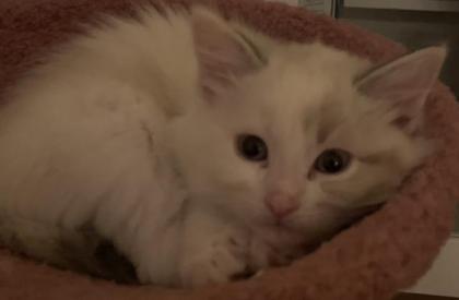 Ragdoll MainCoon