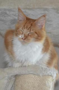 Maine Coon Youngster in red tabby w white mit Stammbaum