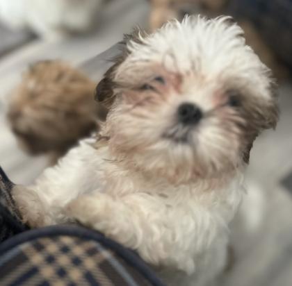 Reinrassige Shi-Tzu Welpen