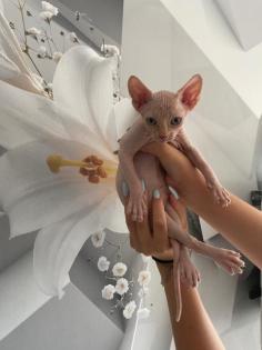 Sphynx babykatzen