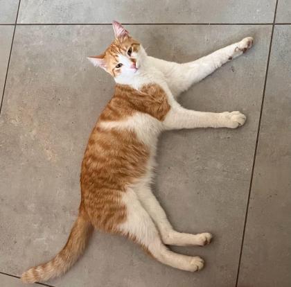 Kater Bruno Vermisst