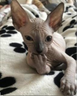 Sphynx Katzen 3 Jungs.