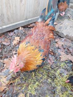 Hähne Junghähne Australorp Welsumer