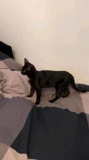 Schwarze Katze in Roxel vermisst