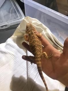 Bartagame Jungtiere abzugeben