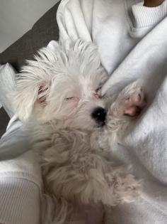 Maltipoo Welpe zu verkaufen