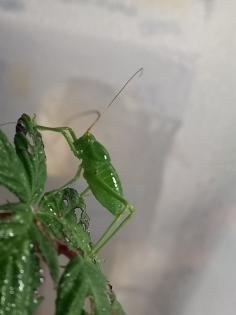 Siliquofera grandis