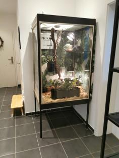 Terrarium komplett Showvitrine Kornnatter