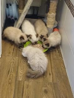 Ragdoll kiscic k j szereto gazdikat keresnek