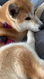 Akita inu Weibchen 8 Monate