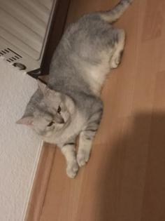 Bkh Deckkater