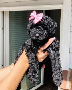Goldendoodle Mini / Medium Welpen