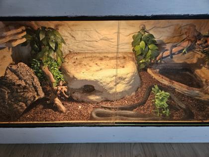 Schwarze Mexiko Königsnatter Lampropeltis getula nigrita