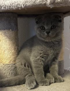 Bkh Kitten noch drei Kitten
