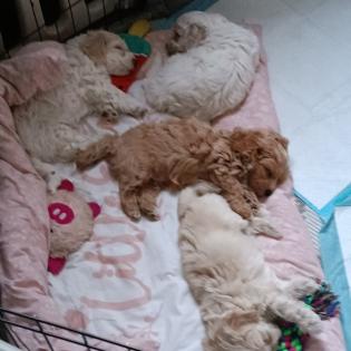 Maltipoo Welpen Rüde aprico