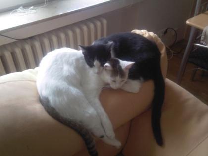 2 Katzen dringend wegen Allergie vom Baby abzugeben