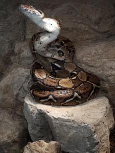 NOTABGABE 2 Boa constrictor imperator