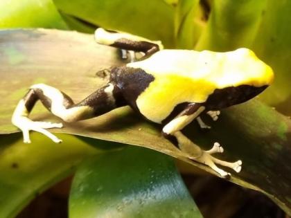 Dendrobates tinctorius