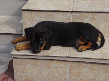 Rotweiler Mischlinge zu Ferkaufen