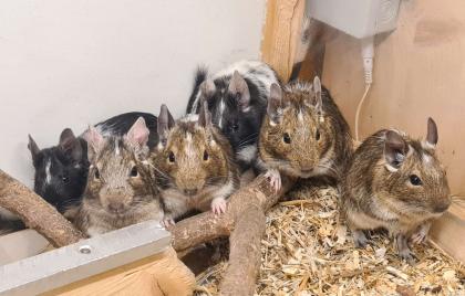 Degu Mädels suchen ein neues Zuhause