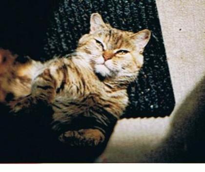 Findelkatze sucht neues Nest