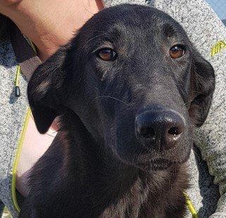 Flint sucht ein Zuhause