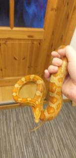 4 Kornnattern mit HolzTerrarium und Deko