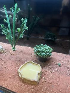 Terrarium inkl. Zubehör ideal für Reptilien, abzugeben