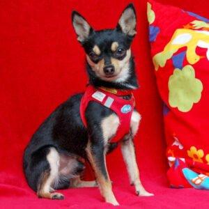 ROCKY BALBOA - Pflegeplatz gesucht - männlich 1 Jahr 20 cm 2. 5 kg Chihuahua Gechipt