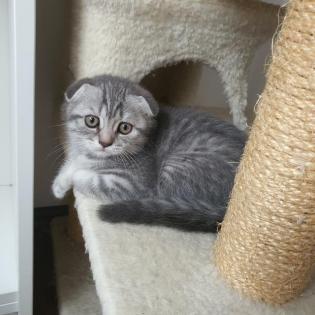 BKH Wiskas Kitten