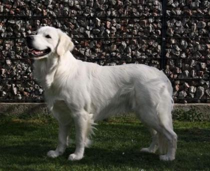 Golden Retriever Deckrüde