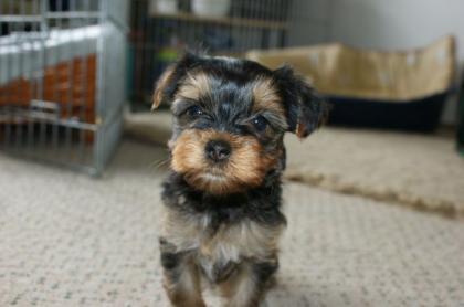 Yorkshire Terrier Welpen