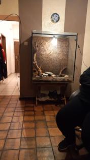 2 kornnattern mit terrarium