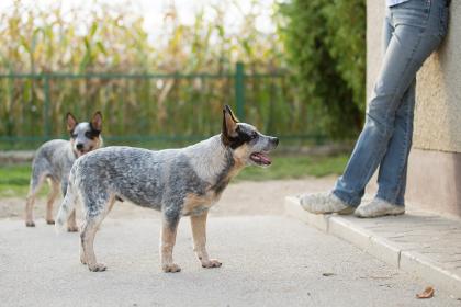 Australian Cattle Dog Rüde