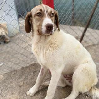 Hazel / Status sucht ein zu Hause