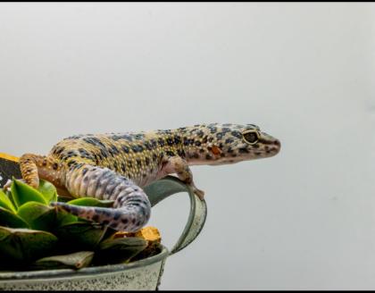 Leopardgecko 1. 13. 16