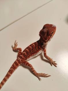 Bartagamen Babys Cawley Red P. Vitticeps