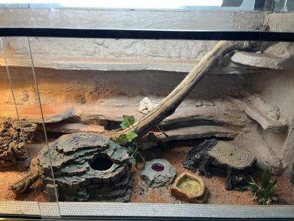 3 Leopardgeckos inkl Terrarium und Technik