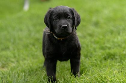Reinrassige Labrador Welpen
