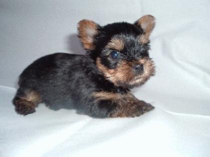 Yorkshire Terrier Welpen