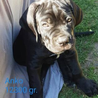 Romaner Antikdoggen Welpen