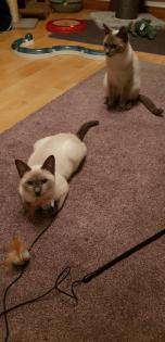 Siam / Thai Kitten Blue Point, Babys, Kätzchen. 1 Junge. Abgabebereit.