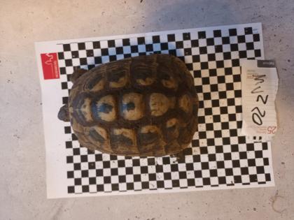 Griechische Landschildkröten abzugeben