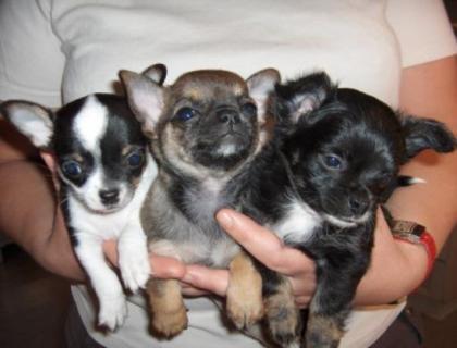 Schöne Chihuahua Babys zur Verfügung
