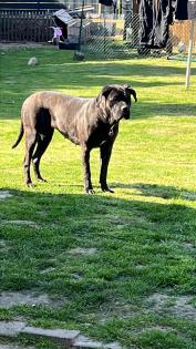 Cane Corso 19 Monate alte Hündin