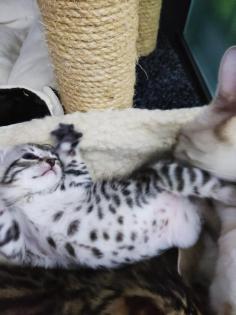 Reinrassige Bengal Kitten